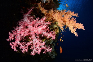 Soft corals from Brother Islands by Taner Atilgan 